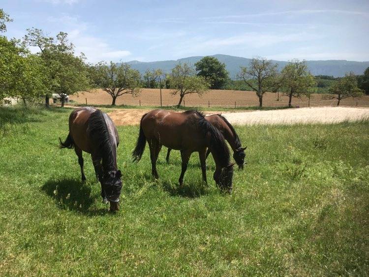 ENSEIGNANT D' EQUITATION