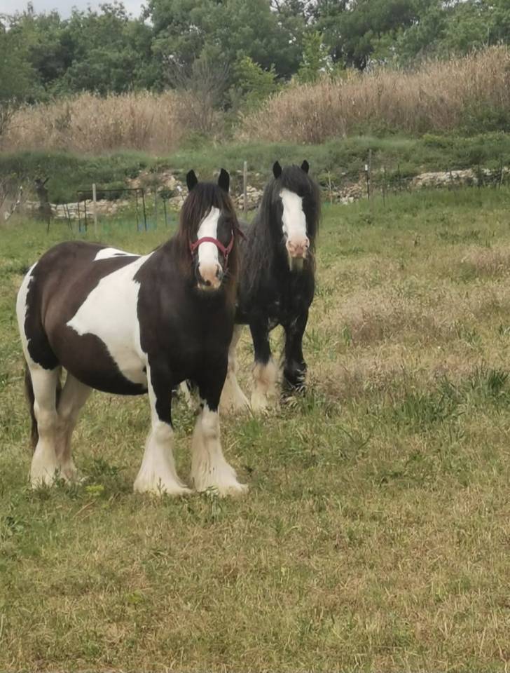 Tr&egrave;s belle jument gypsy cob 