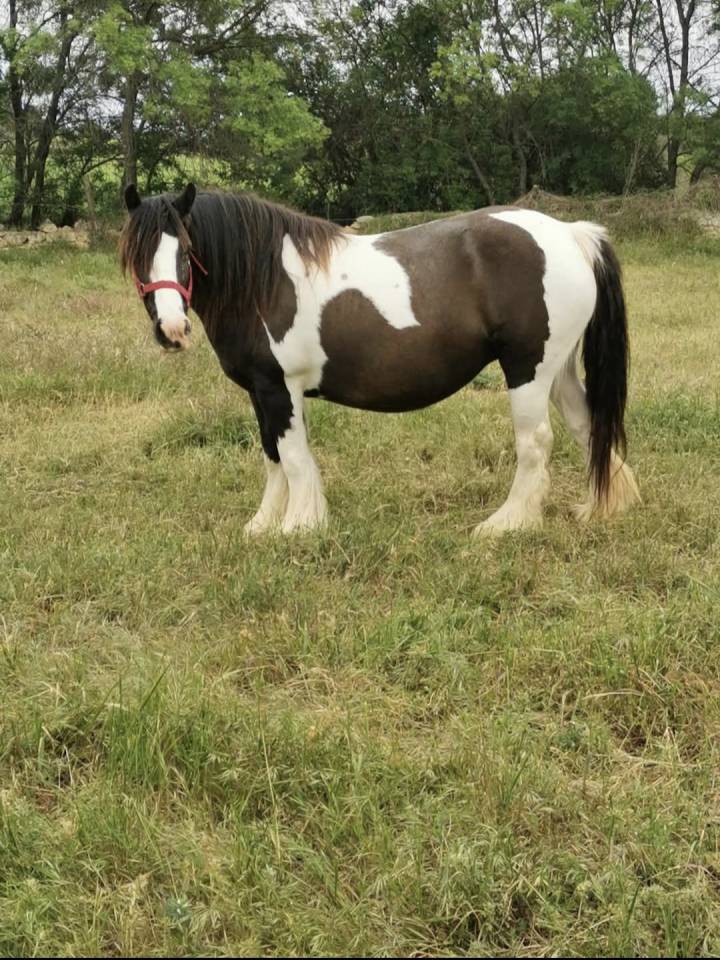 Tr&egrave;s belle jument gypsy cob 