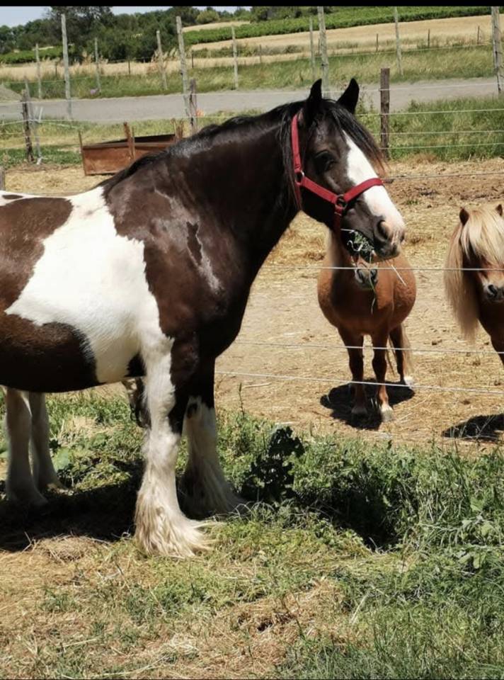 Tr&egrave;s belle jument gypsy cob 