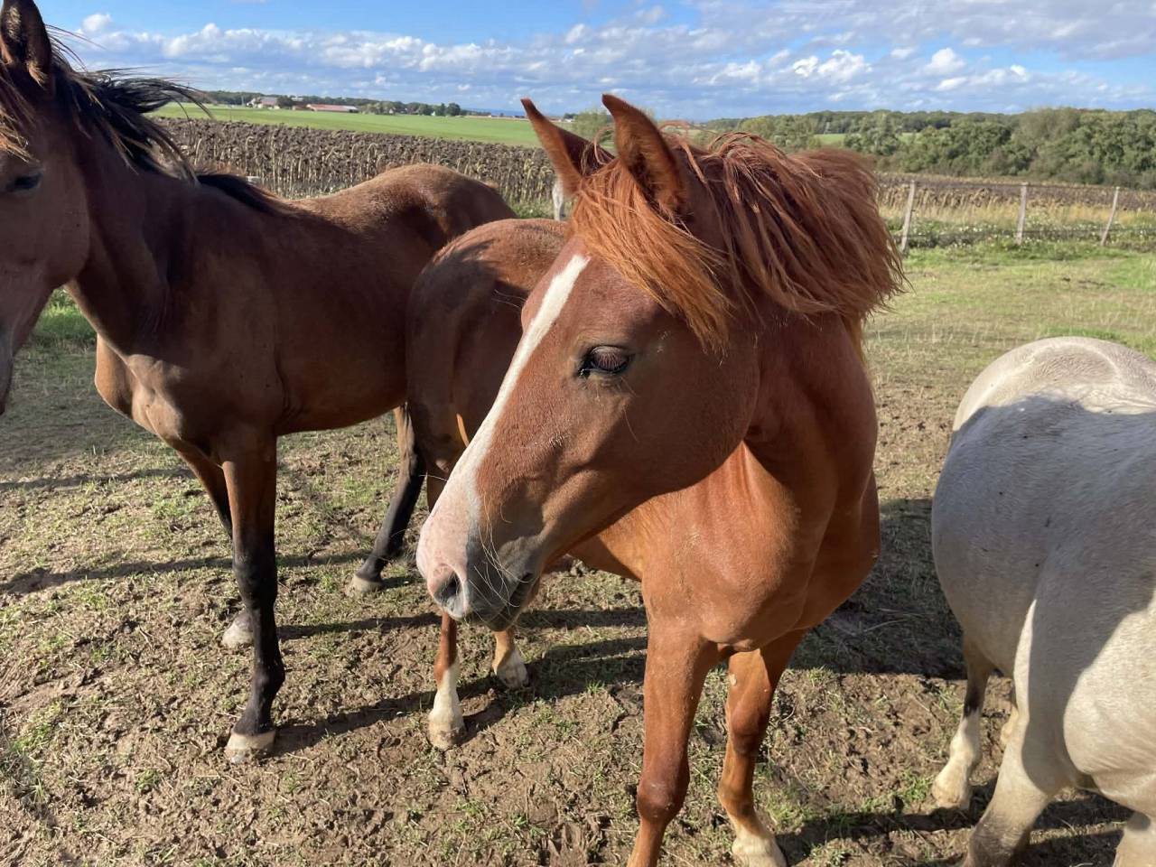 Belle ponette Welsh de 3 ans