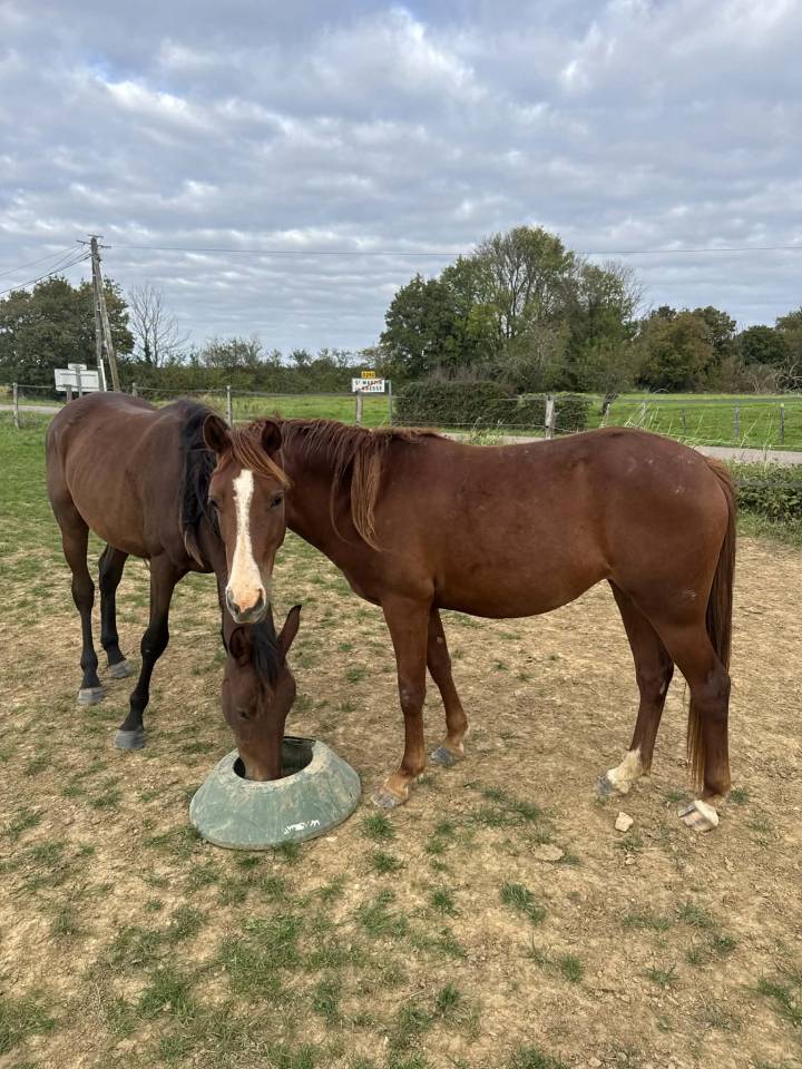 Belle ponette Welsh de 3 ans