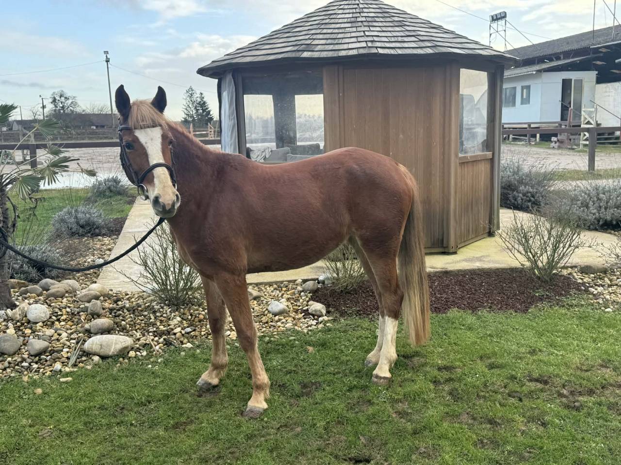 Ponette 4 ans Welsh part-bred