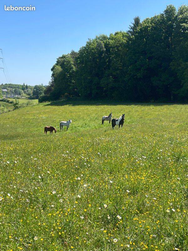 pension chevaux retrait&eacute;/loisirs