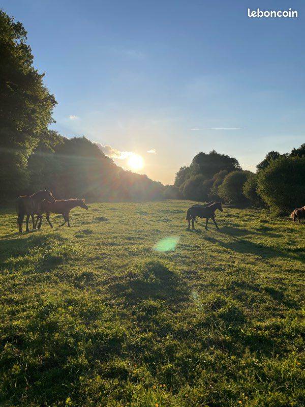 pension chevaux retrait&eacute;/loisirs