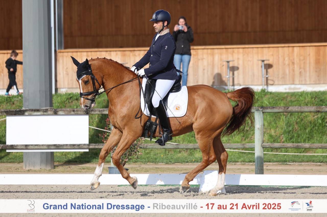 Hongre- Selle Fran&ccedil;ais - 11 ans - Dressage - France