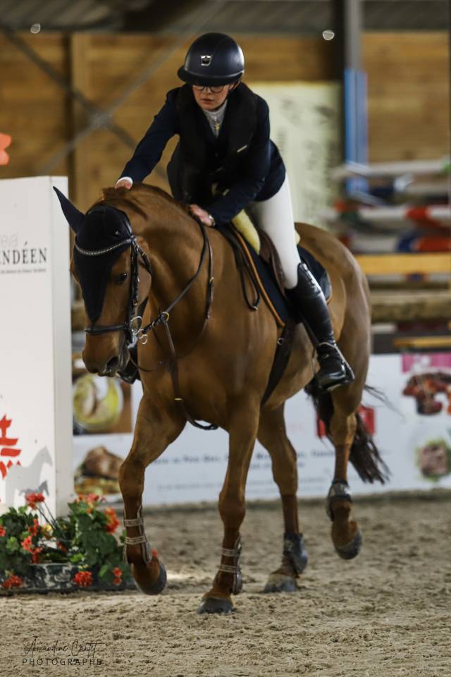 Jument de sport &agrave; Vendre