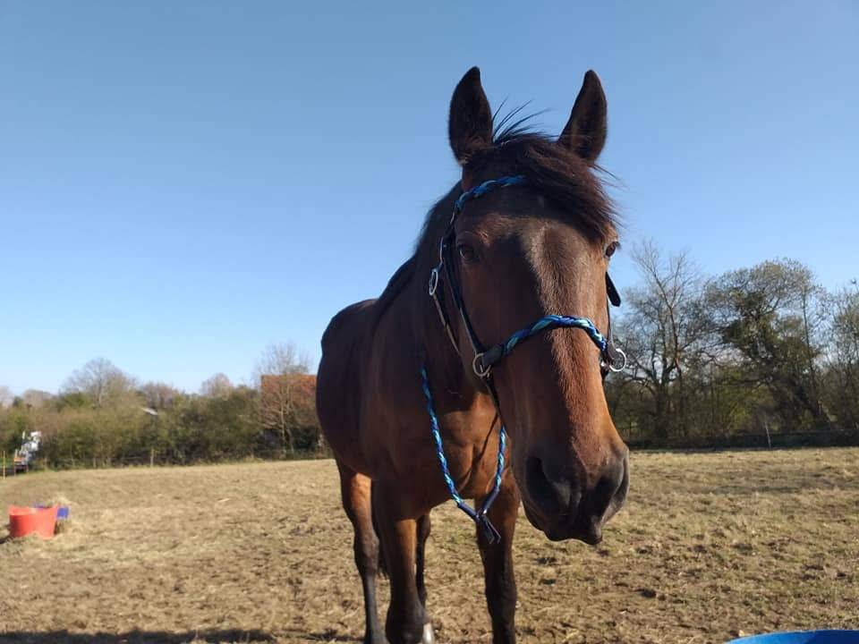 Trotteur Fran&ccedil;ais de 11 ans