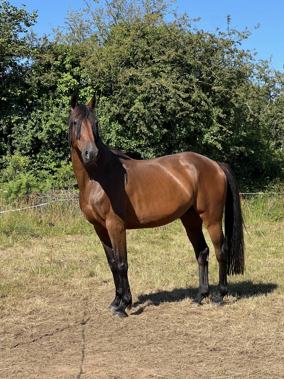 Trotteur Fran&ccedil;ais de 11 ans