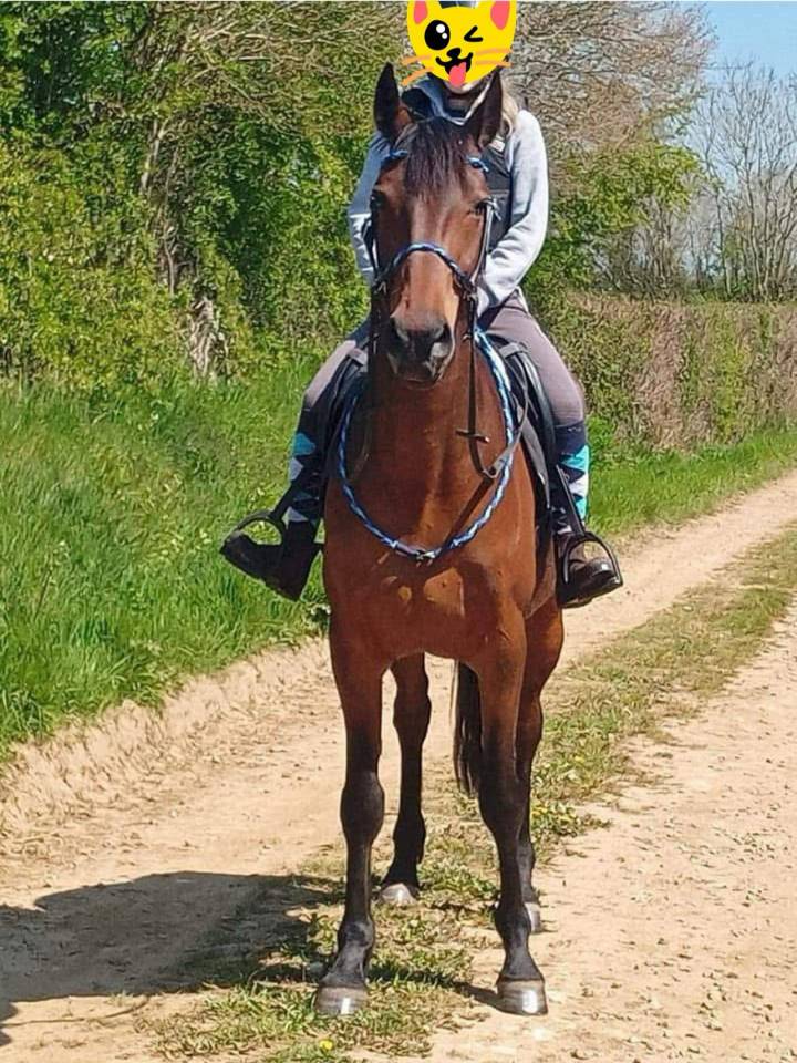 Trotteur Fran&ccedil;ais de 11 ans