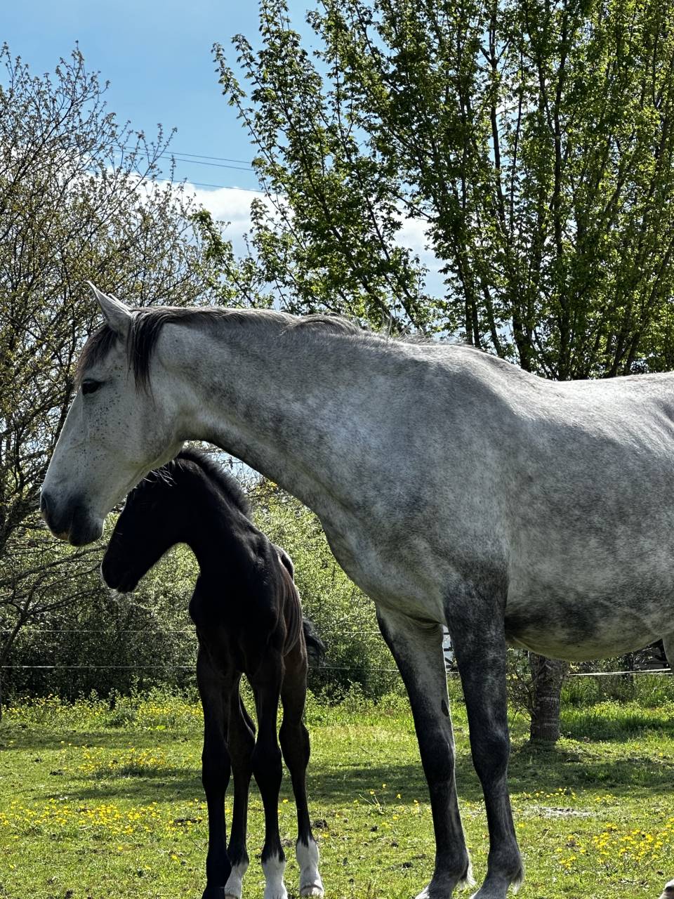 Superbe poulain dressage 