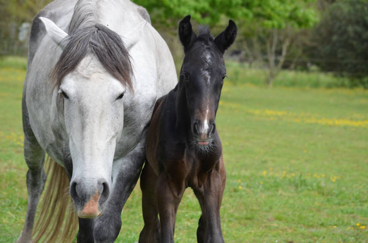 Superbe poulain dressage 