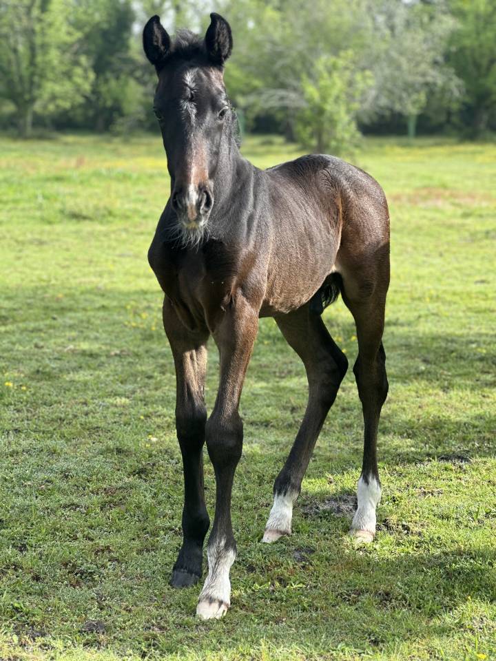 Superbe poulain dressage 