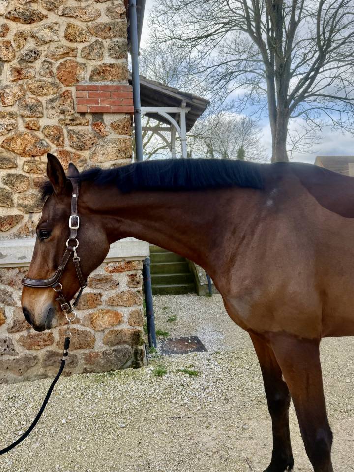 Hongre&ndash; SF 6ans