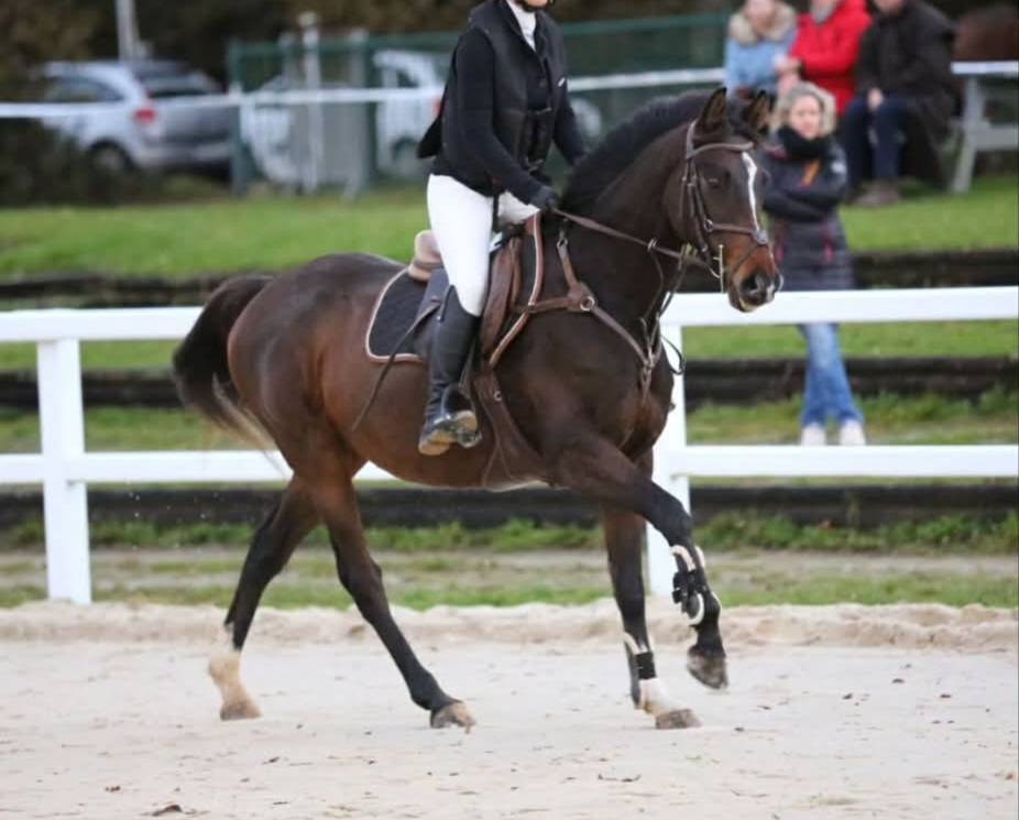 Vends Pur Sang Anglais 