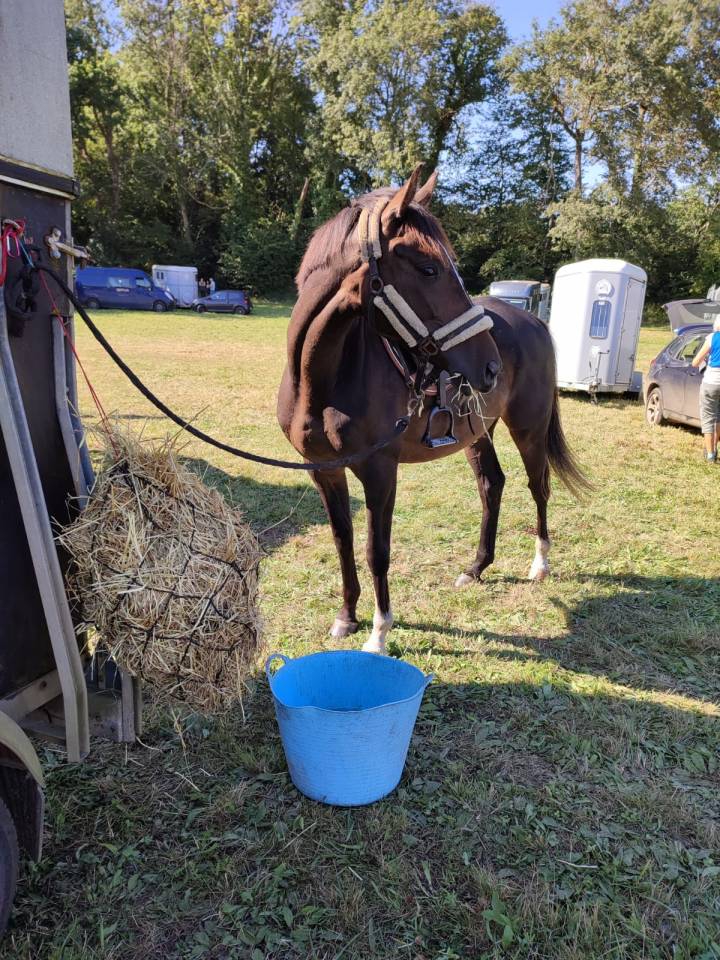 Vends Pur Sang Anglais 