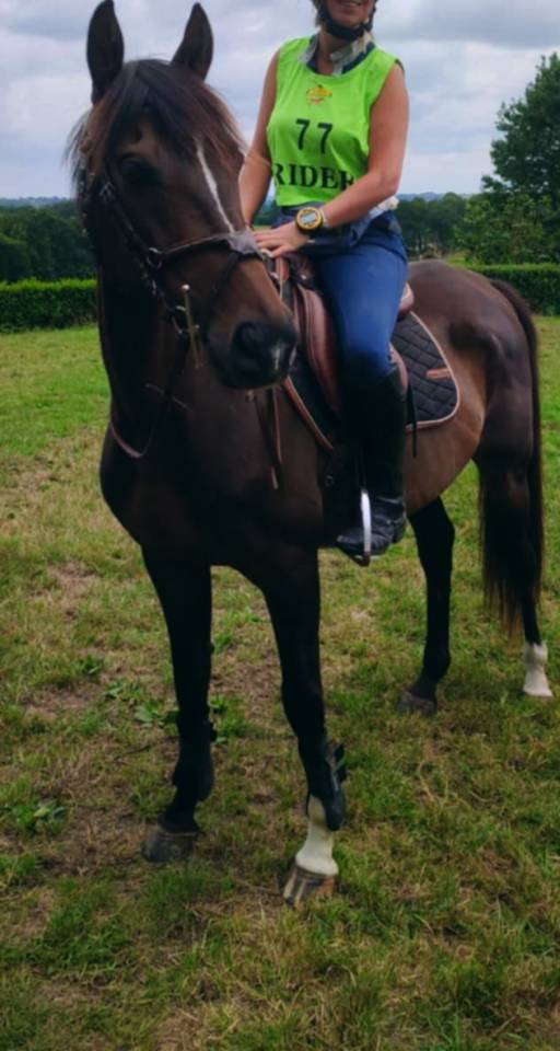 Vends Pur Sang Anglais 