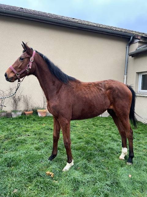 CHEVAL FEMELLE NEE EN 2023