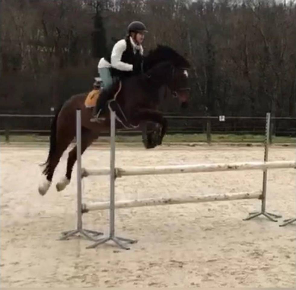 &Agrave; vendre jument SF, de CSO polyvalente & exp&eacute;riment&eacute;e