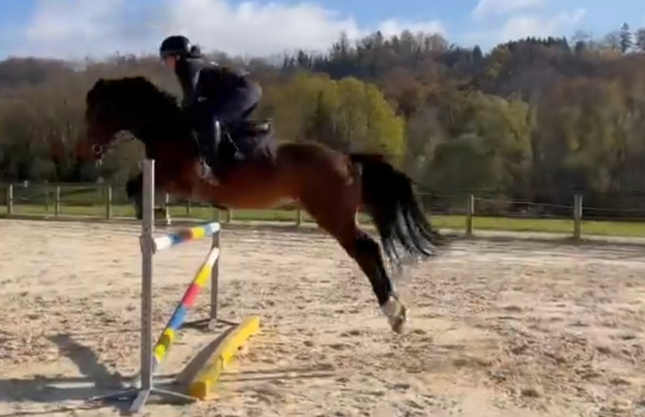 &Agrave; vendre jument SF, de CSO polyvalente & exp&eacute;riment&eacute;e