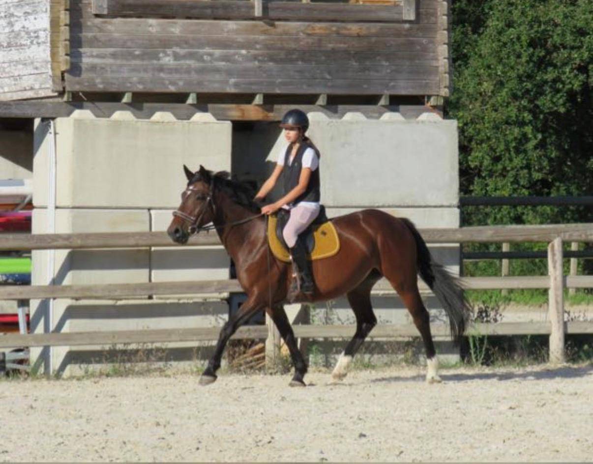 &Agrave; vendre jument SF, de CSO polyvalente & exp&eacute;riment&eacute;e