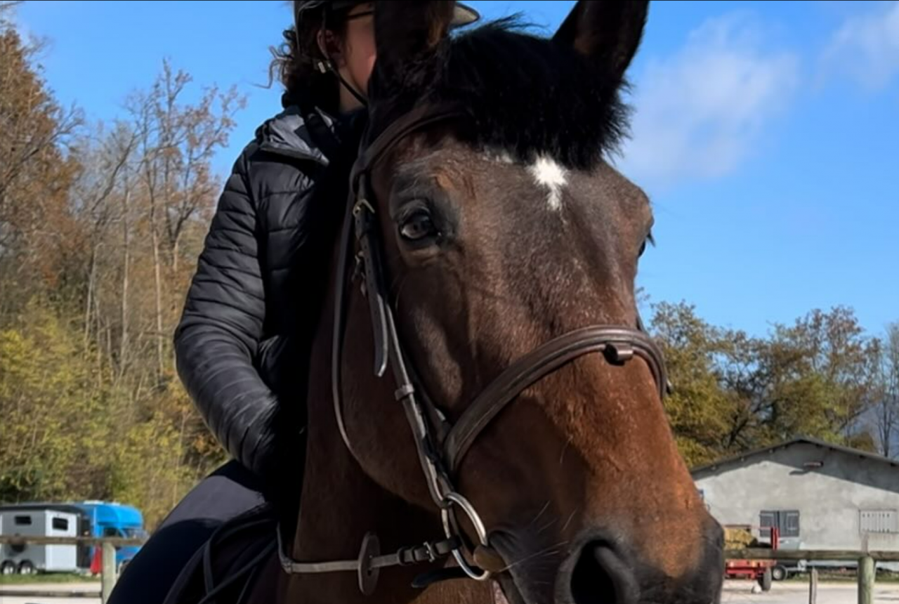 &Agrave; vendre jument SF, de CSO polyvalente & exp&eacute;riment&eacute;e