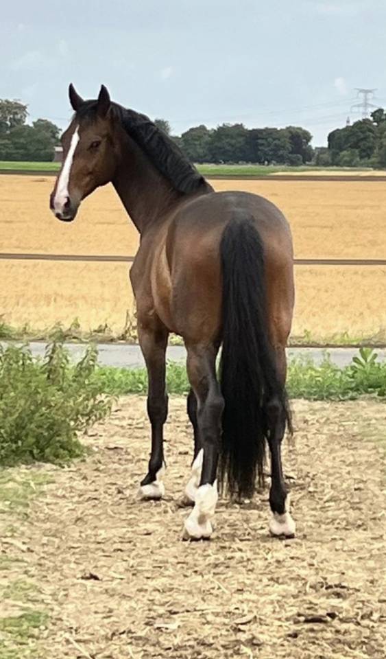 Cheval de sport - Hongre bai de 8 ans  Zangersheide