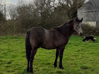 Hongre Connemara 2 ans