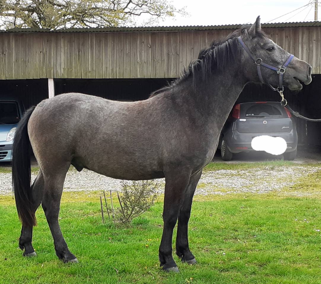 Hongre Connemara 2 ans