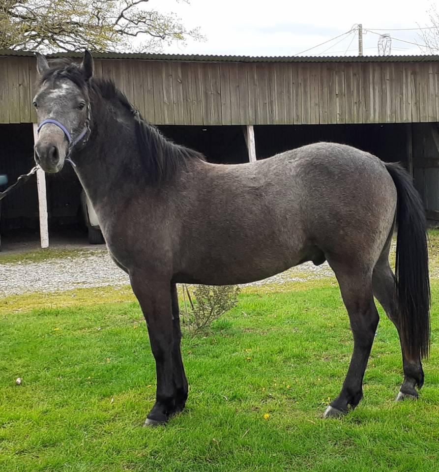 Hongre Connemara 2 ans