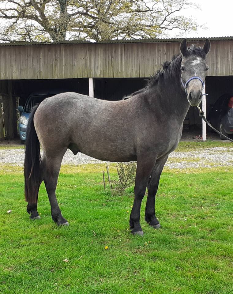 Hongre Connemara 2 ans
