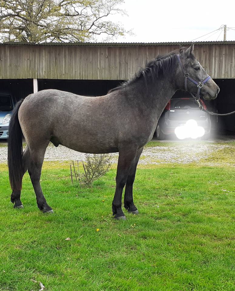 Hongre Connemara 2 ans