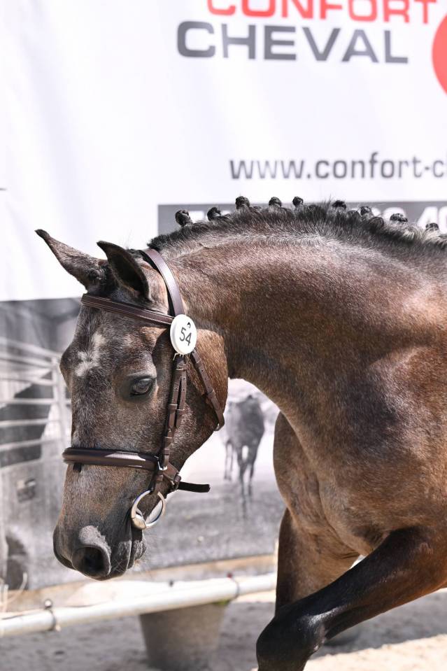 Hongre Connemara 2 ans