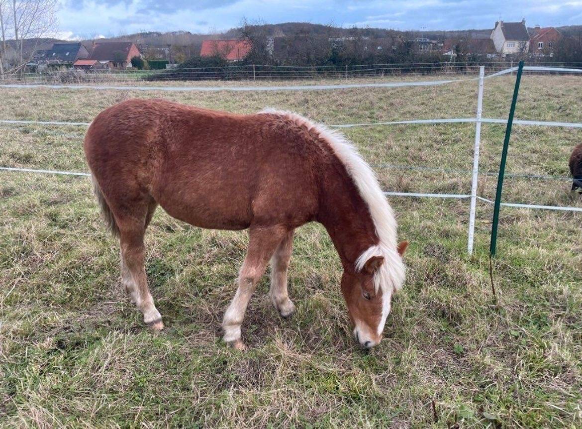 Pouliche haflinger