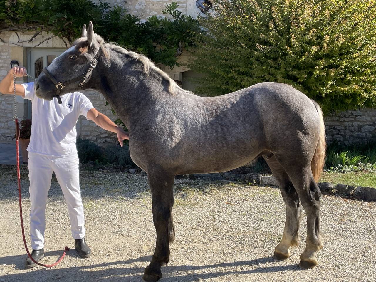 PERCHERON poulain