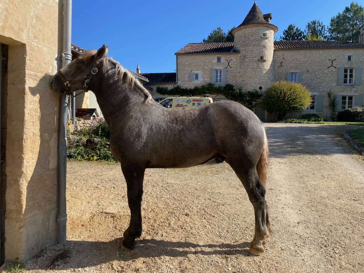 PERCHERON poulain