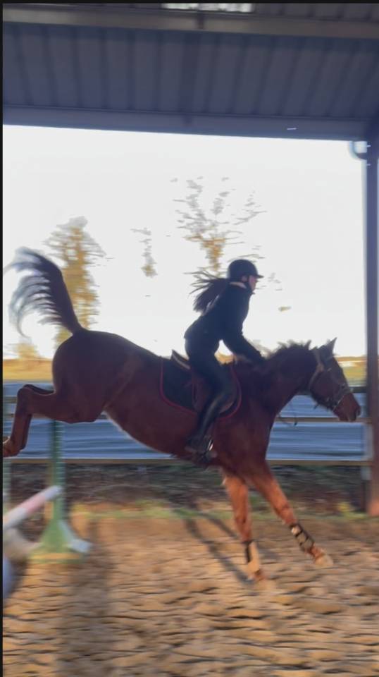 Hongre petit prix 5 ans 