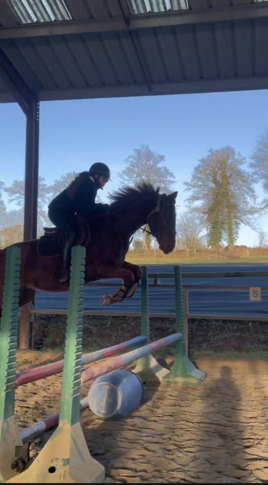 Hongre petit prix 5 ans 