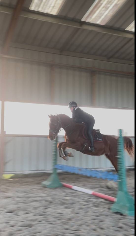 Hongre petit prix 5 ans 