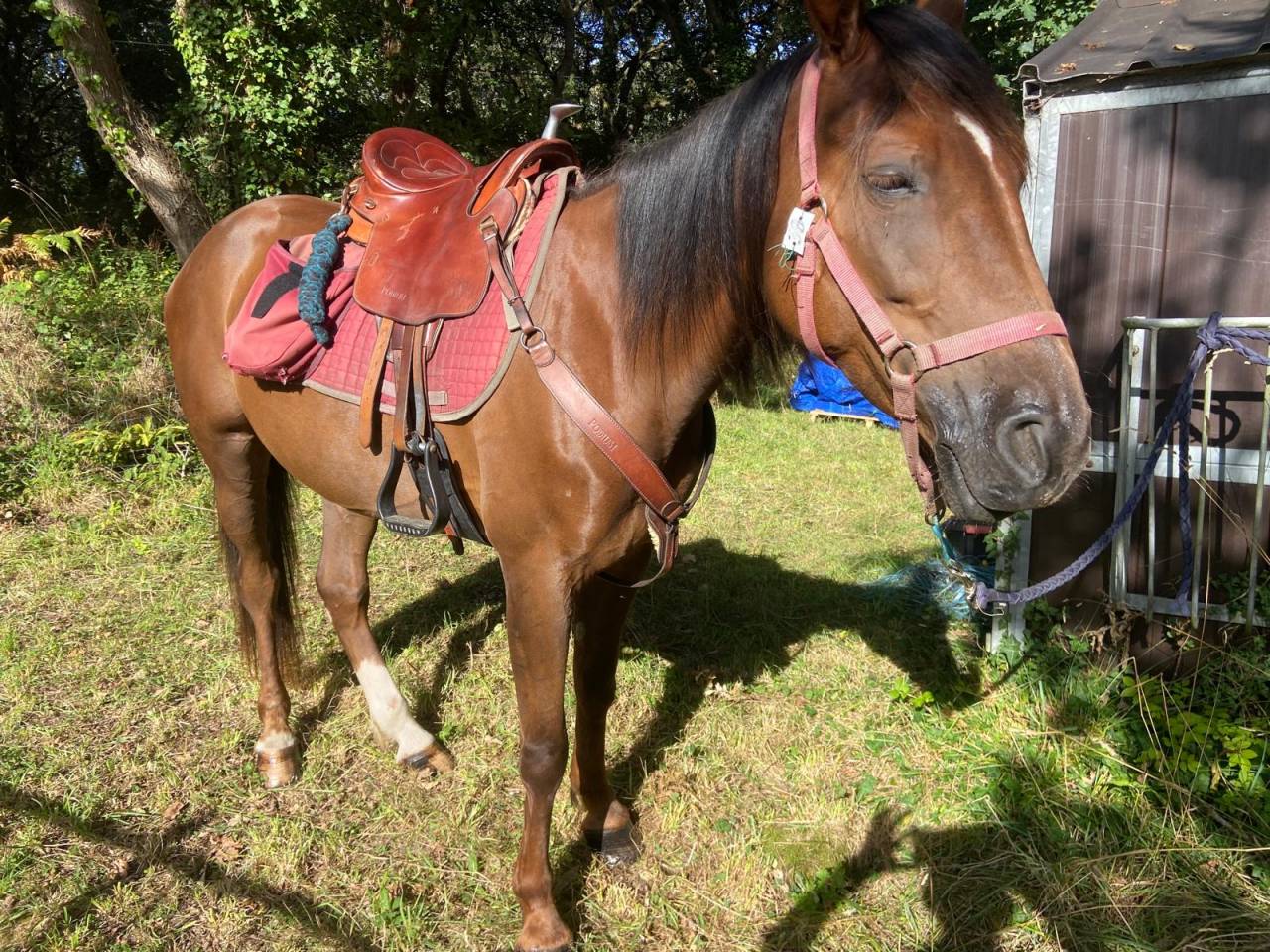 Jolie jument trotteur 