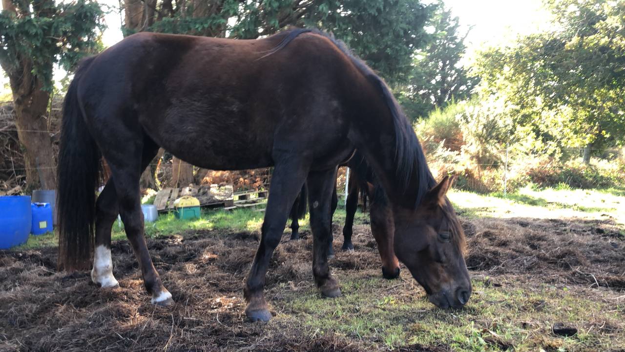 Jolie jument trotteur 