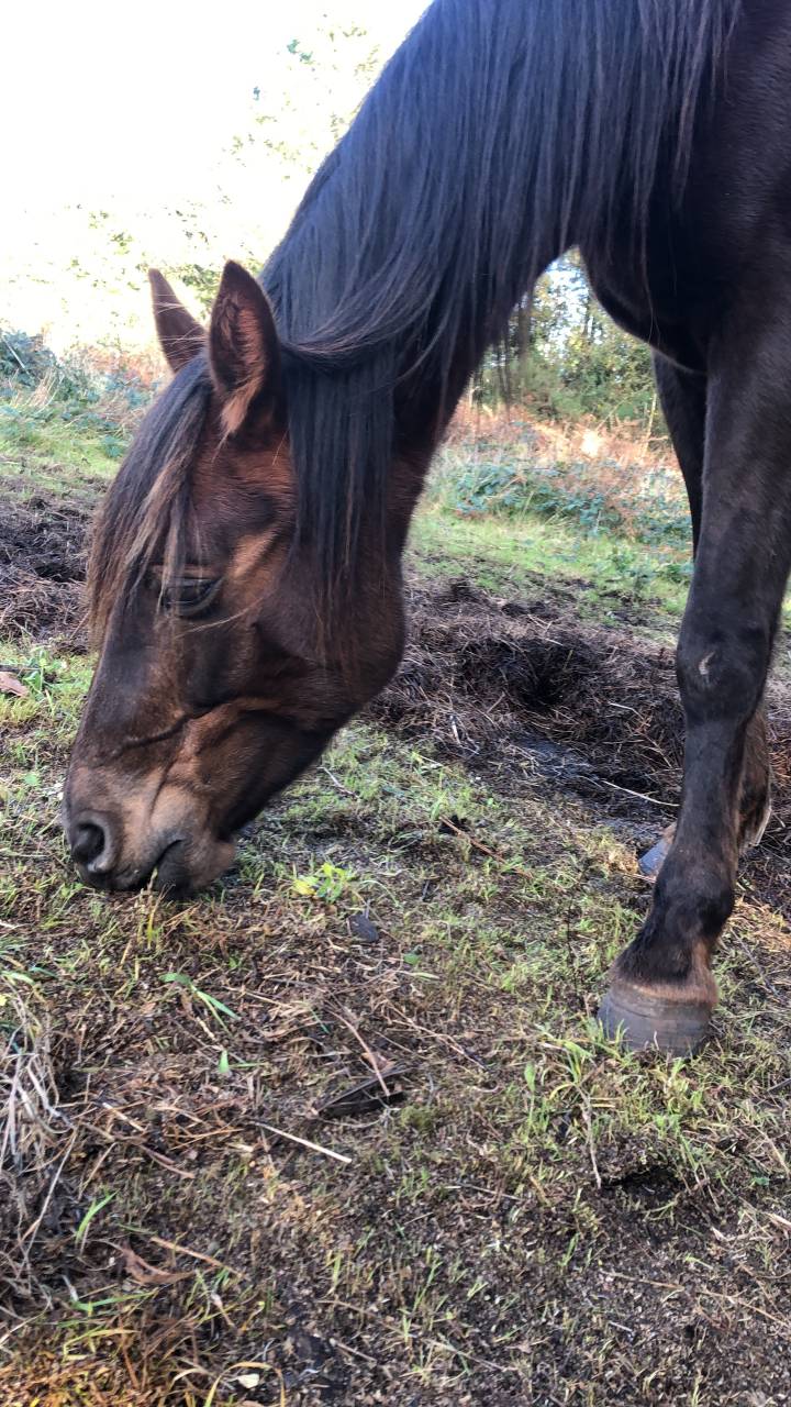 Jolie jument trotteur 