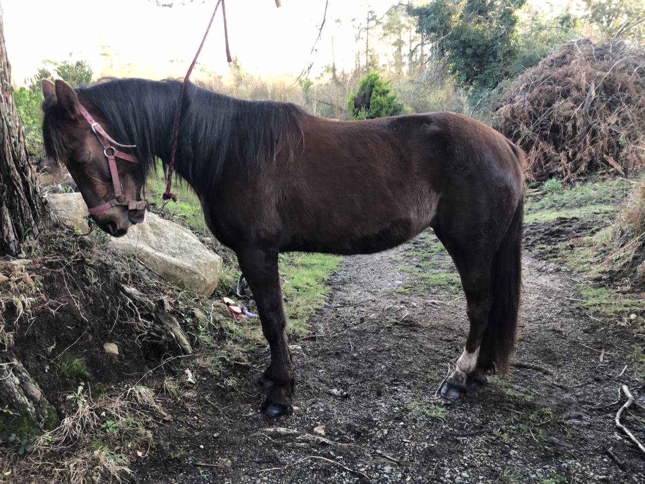 Jolie jument trotteur 