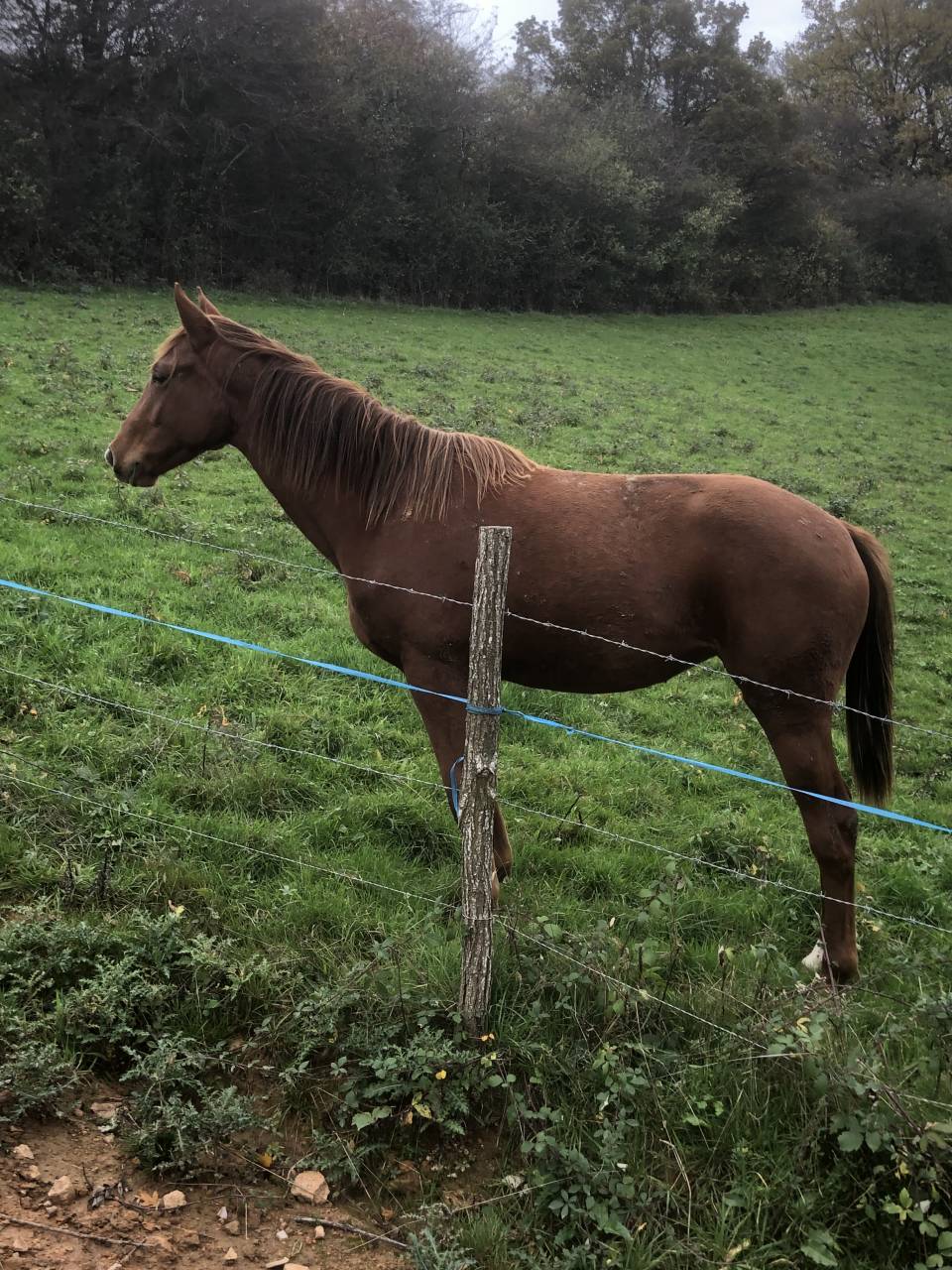 A vendre Pouliche SF