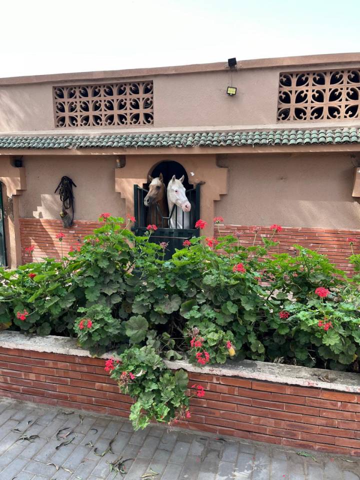 Cavali&egrave;re /Assistante d'entraineur &ndash; Maroc