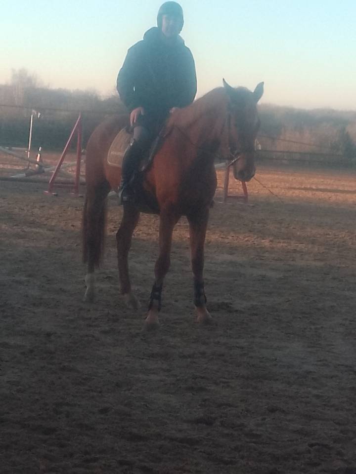 Jument oc selle francais 4 ans 