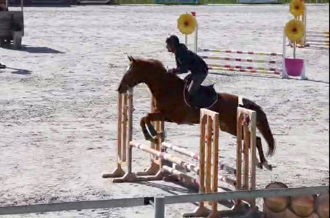 Jument oc selle francais 4 ans 