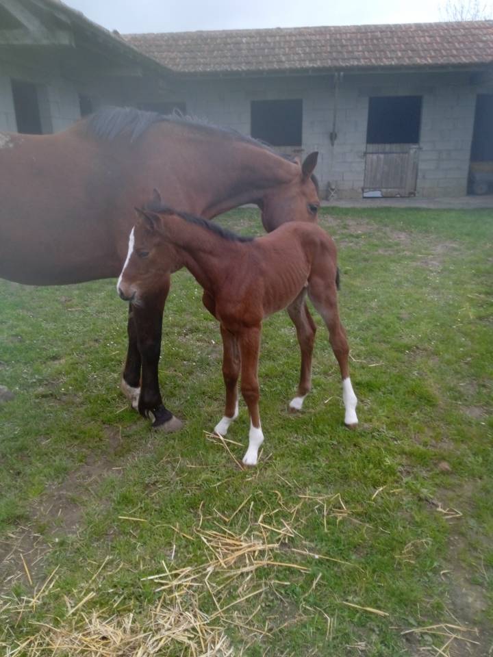 Poulini&egrave;re selle fran&ccedil;ais 