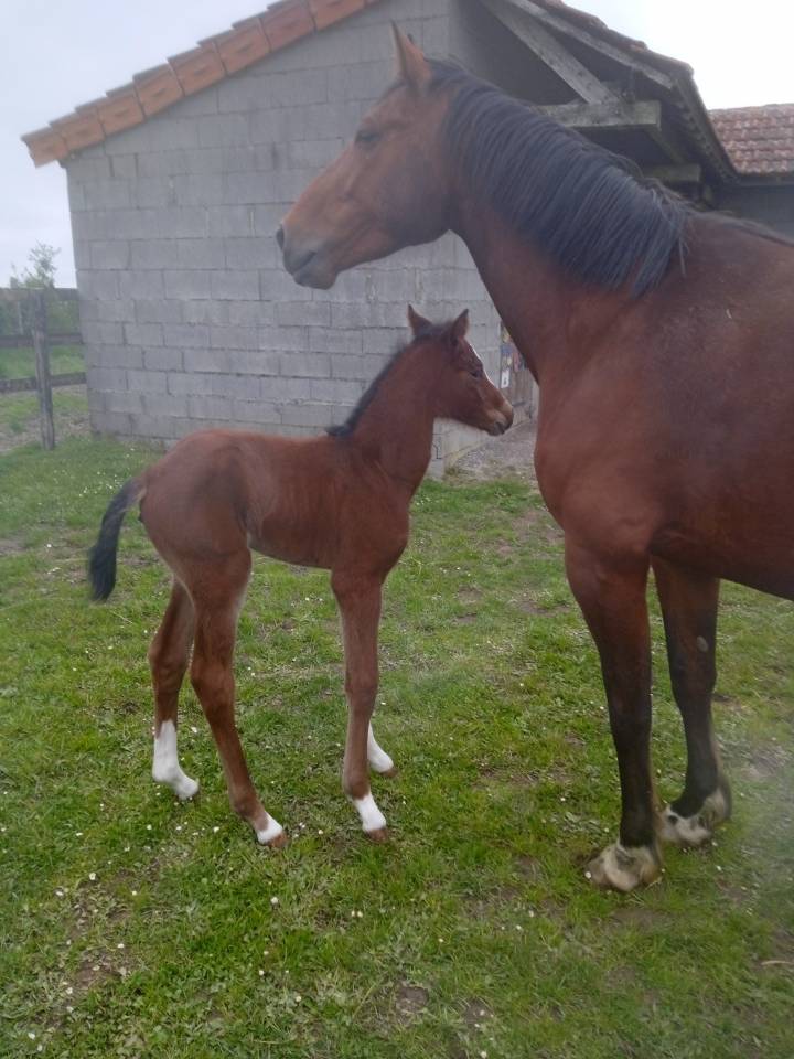 Poulini&egrave;re selle fran&ccedil;ais 