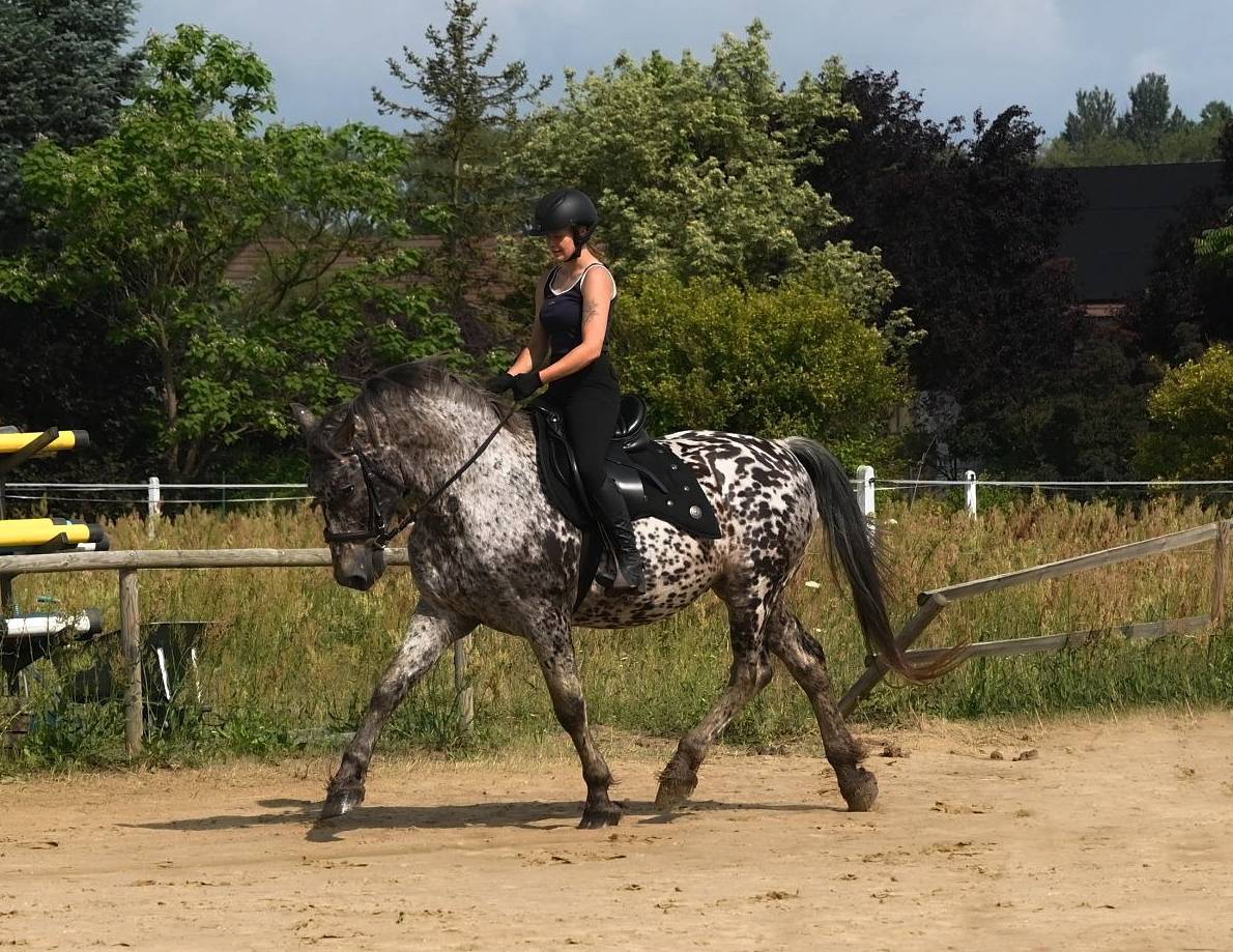 Bombproof  Leopard barock gelding !